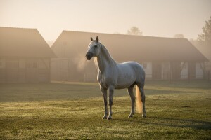 Čobanković uspio primiriti prosvjednike