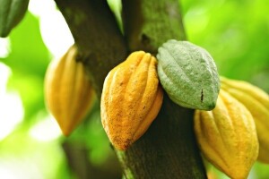 GMO kakaovac: hoće li nam čokolada biti slađa?