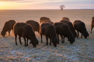 Čokanska cigaja i dalje na banatskim pašnjacima