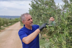 Nova znanja za više ekstra djevičanskog maslinovog ulja