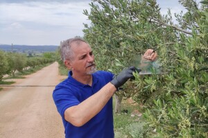 Nova znanja za više ekstra djevičanskog maslinovog ulja