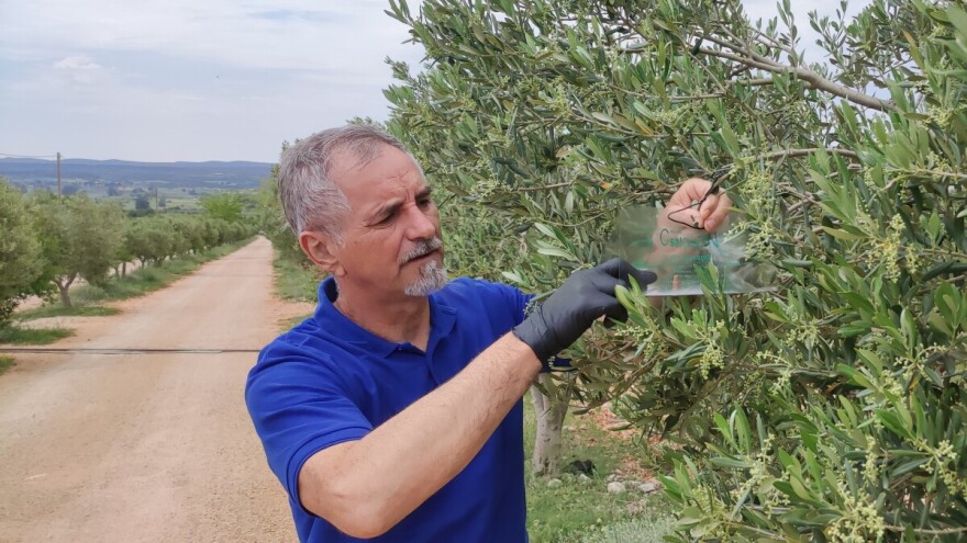 Nova znanja za više ekstra djevičanskog maslinovog ulja