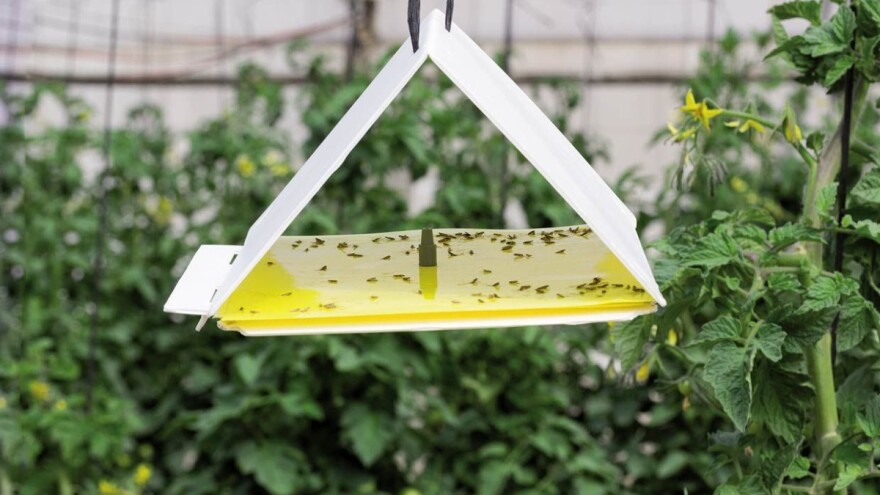 Monitoring štetnika pomoću feromonskih lovki