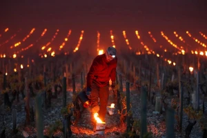 StopGEL svijeća - zaštitite svoje vinograde i voćnjake od mraza!