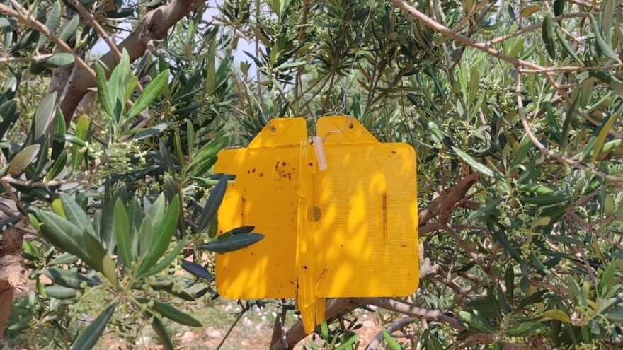 Maslinari, zaštitite nasade od moljca