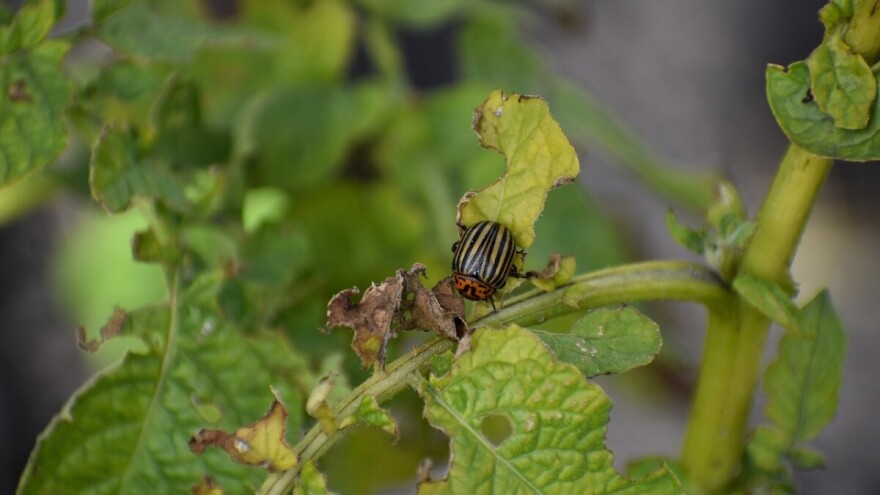 Suzbijanje krompirove zlatice - hemijski, rastvorima, biološki