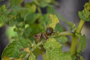 Suzbijanje krompirove zlatice - hemijski, rastvorima, biološki