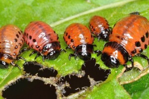 Pronašli zamjenu za hemijske pesticide - alternativa je RNA biokontrola?
