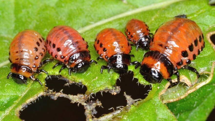 Pronašli zamjenu za hemijske pesticide - alternativa je RNA biokontrola?