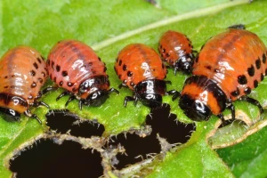 Pronašli zamjenu za kemijske pesticide - alternativa je RNA biokontrola?