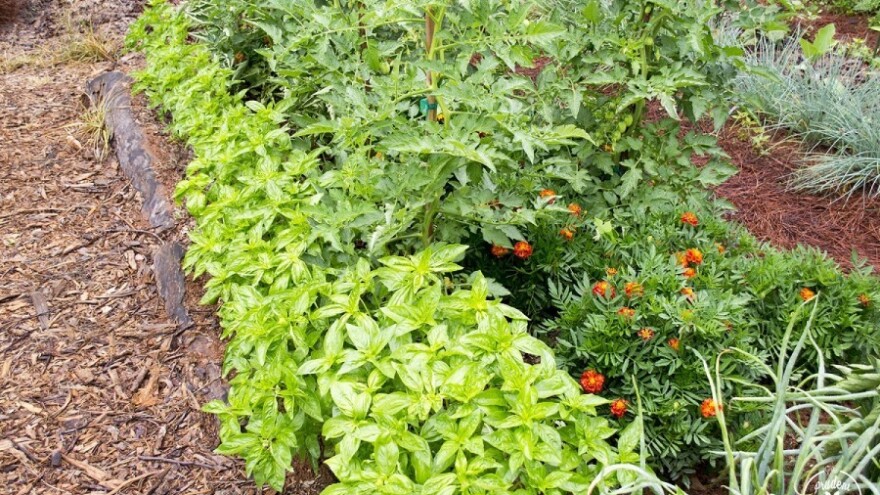 Dobrosusjedski odnosi među biljkama