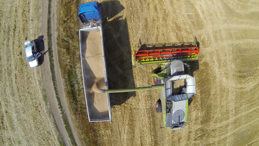 Više od polovine proizvođača pšenice bez prihoda u 2020. godini