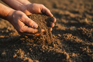 Condit - organsko gnojivo i poboljšivač tla