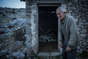 Čopor vukova poklao dva stada u 24 sata