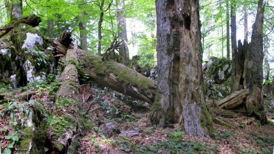 Prašume i šumski rezervati u Hrvatskoj