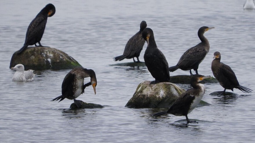 Kormorani otimaju ribu pecarošima