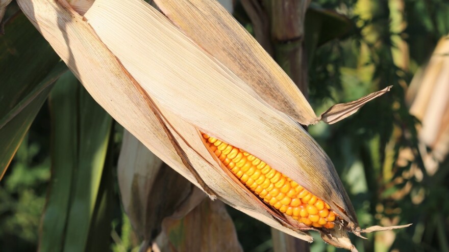Nadprosječne temperature - nedostatak padavina otežat će jesenju sjetvu