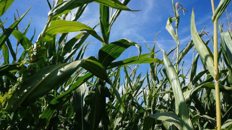 Unormalio se juli - vrelo, ali stabilno vrijeme ove sedmice