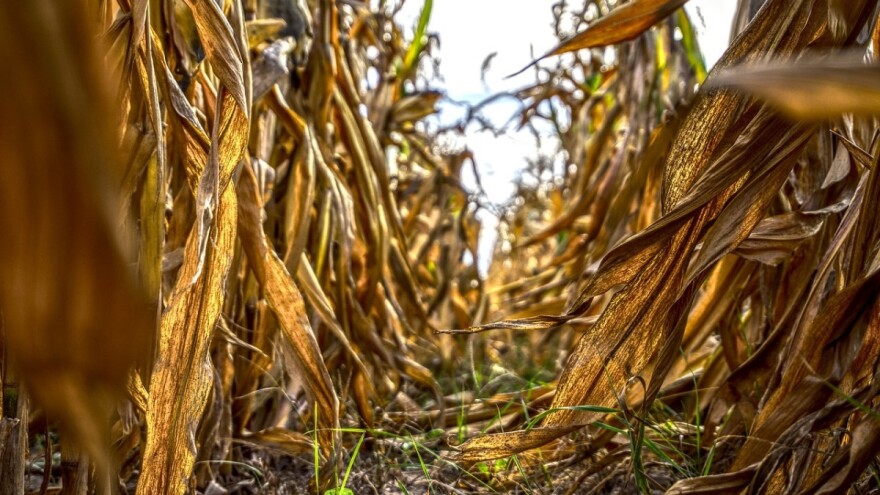 Ubrao i otuđio kukuruz s polja u vlasništvu 68-godišnjaka!