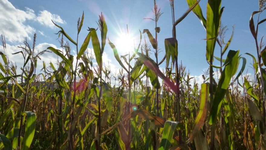 Vrhunac toplinskog vala: Biljke bi mogle doživjeti toplotni stres