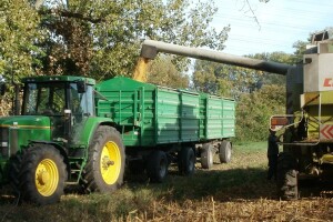 Prinos kukuruza odličan - prati ga i dobra otkupna cijena