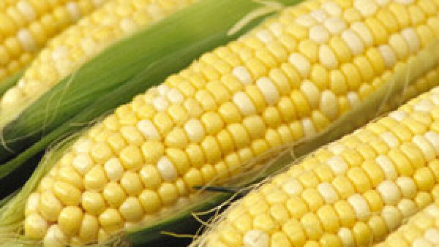 Profitabilnost proizvodnje kukuruza