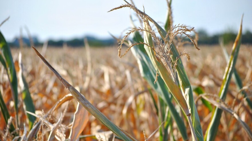 Suša u Europi: države članice podržale mjere potpore koje je predložila Komisija