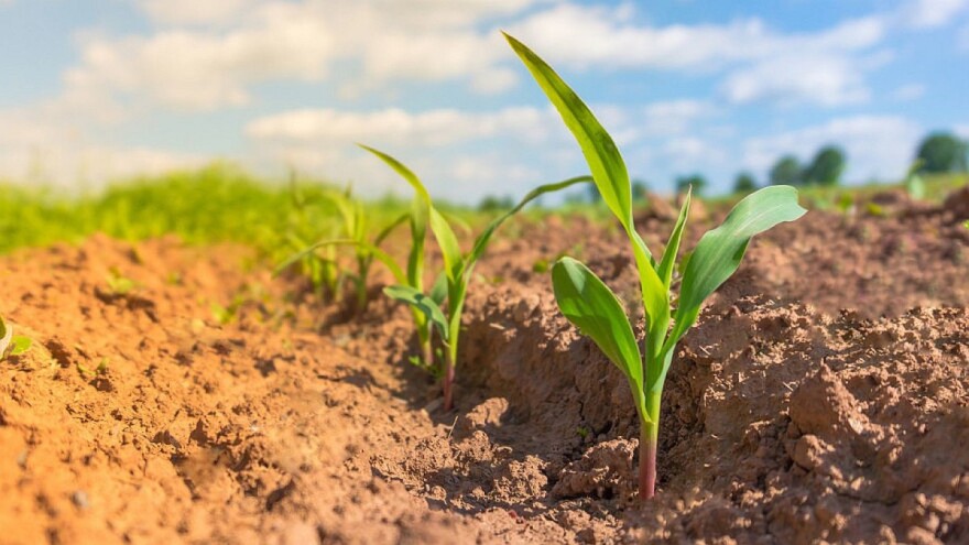 Kako povećanu kiselost zemljišta podnose biljne kulture?