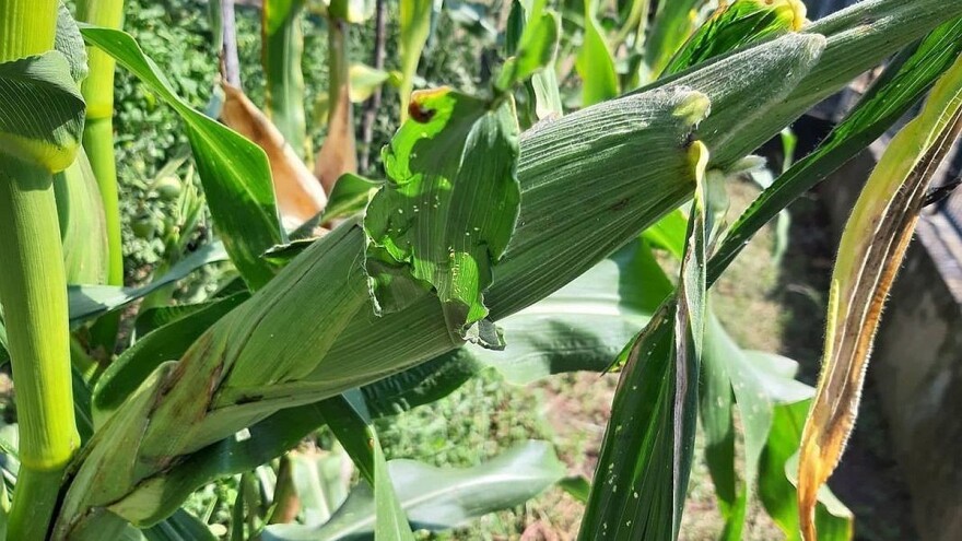 Vremenske prilike krajem avgusta pogoduju usjevima, naročito kukuruzu