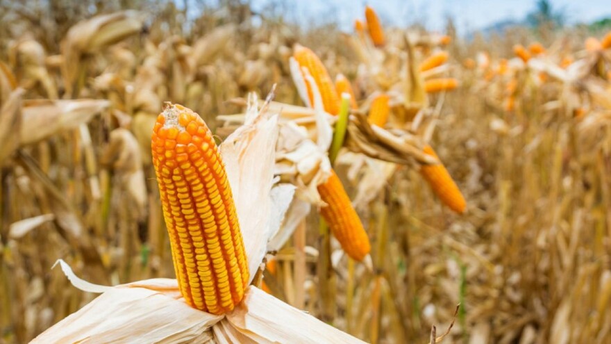 Italija NBT smatra genetskom modifikacijom, Francuska ju želi odobriti