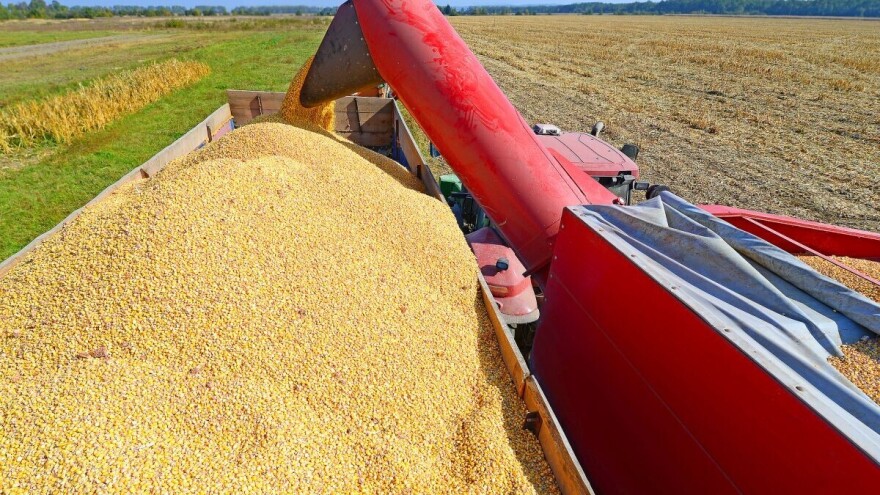 Rusija izvozi za polovicu manje kukuruza nego prošle godine