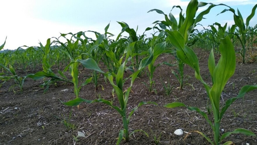 Čim vrijeme dozvoli, uraditi međuredno kultiviranje kukuruza za kvalitetniji urod