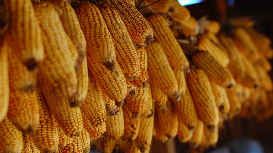 Rast cena poljoprivrednih proizvoda - kukuruz 22 dinara za kilogram