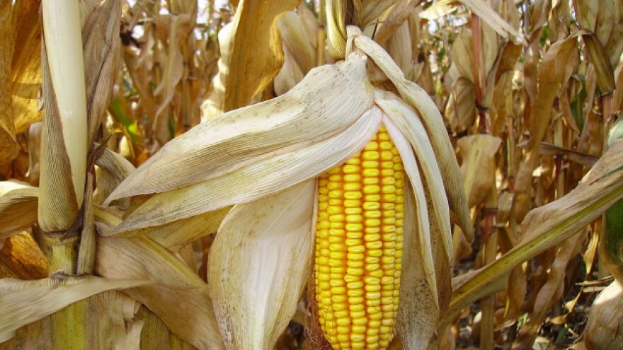 Nastavljen pad cena žitarica!