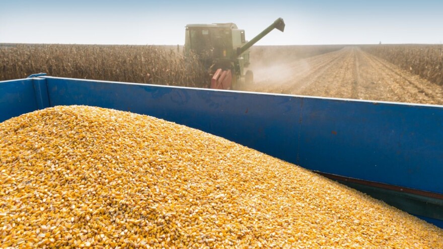 U Ukrajini površine pod kukuruzom iznad očekivanih