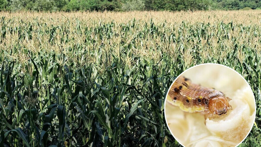Zaštitite kukuruz od opasnog uzročnika pljesnivosti klipa