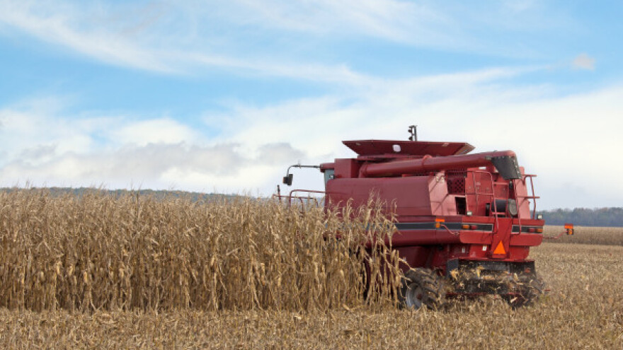 Siguran otkup i veća cijena crvenog kukuruza!