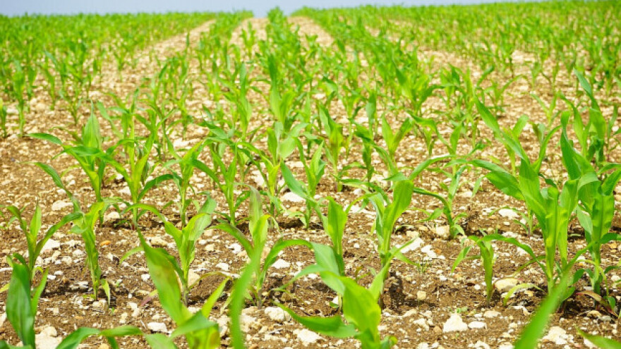 Sremci će kukuruzom posejati 116.000 ha