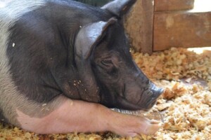 Koronavirus uzrokuje prekid lanca snabdijevanja lijekova za životinje?