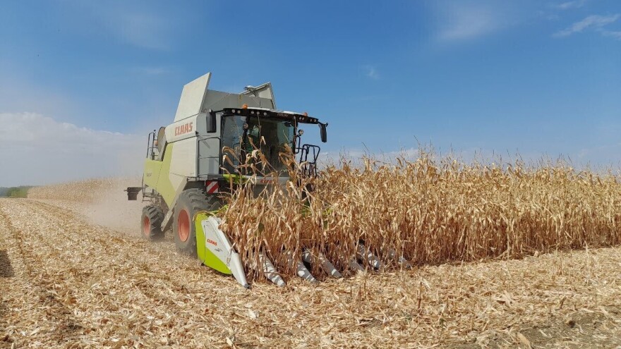 Ratari zbrajaju štete na kukuruzu, dvije uzastopne loše godine ugrozile održivost gospodarstva