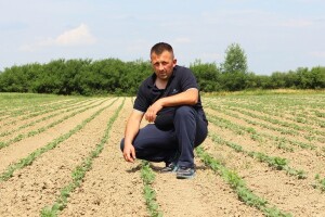 Ne brojite troliske, već pratite korove!