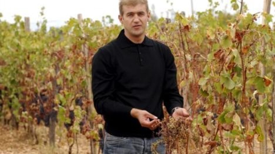 Urod grožđa prepolovljen