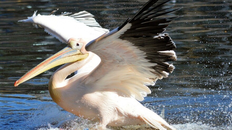 Pelikani na Dunavu posle 100 godina!
