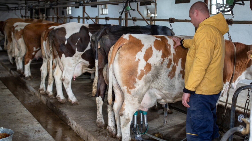 Premije za mleko nije dobila većina proizvođača - kad se očekuje isplata?