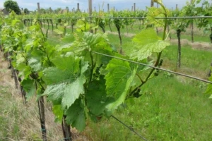 Bayer savjeti za vinogradare 15.-20.05.2018.