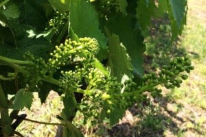 Bayer savjeti za vinogradare 28.05.-03.06.2018.