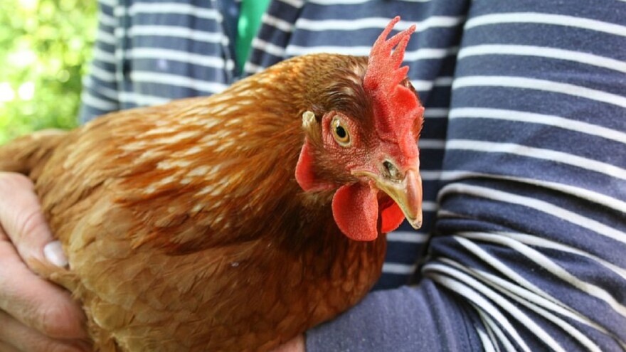 5 savjeta za uspješno bavljenje poljoprivredom