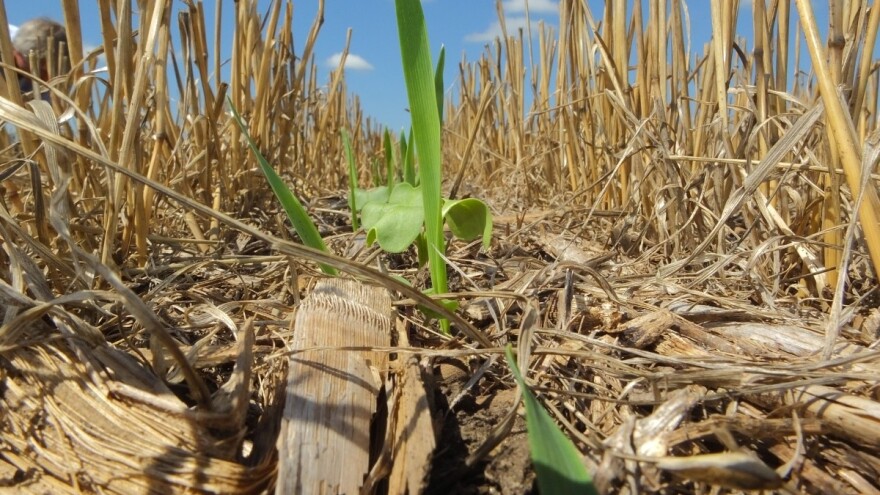 Setva soje i kukuruza u pokrovnom usevu raži 