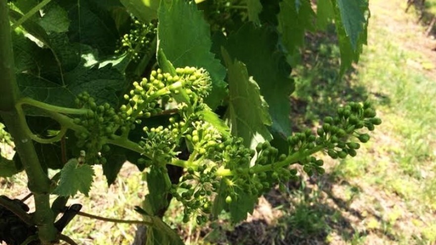 Bayer savjeti za vinogradare 28.05.-03.06.2018.