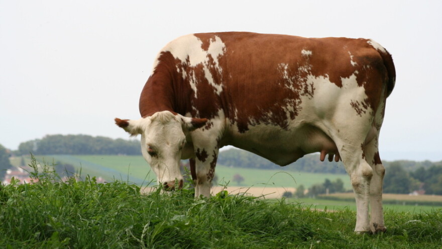 Oprez pri  ispaši stoke - koje biljke izbegavati